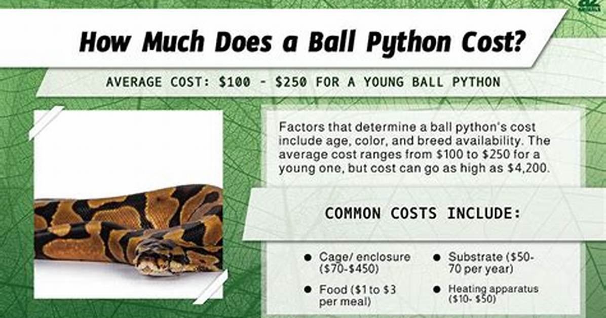 How Much Is a Ball Python?