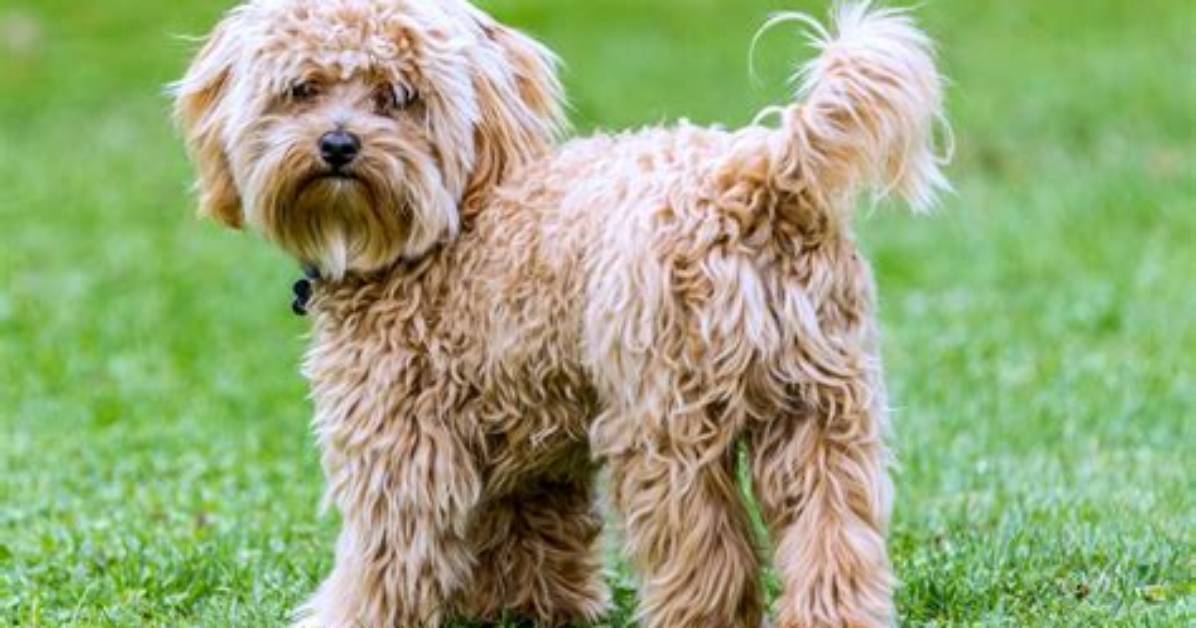 How Much Is a Cavapoo?