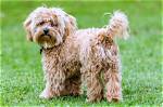 How Much Is a Cavapoo?