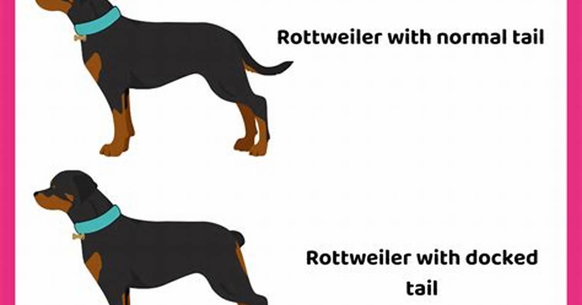 How Much Is Tail Docking?
