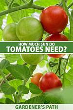 How Much Sun Do Tomatoes Need