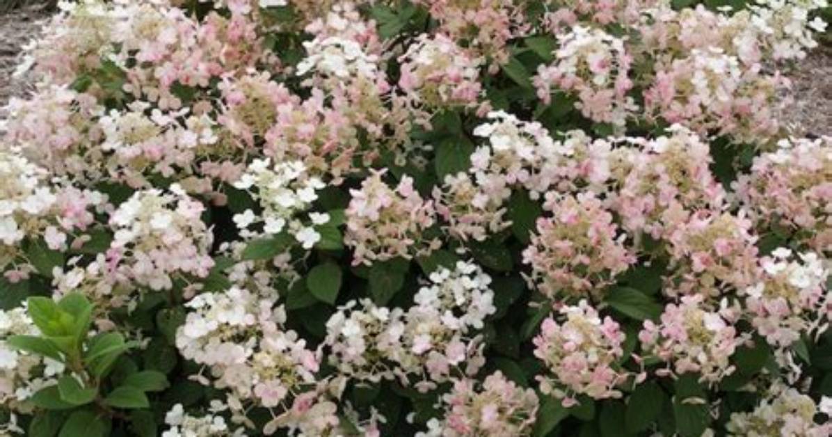 How Much Sun Does Quick Fire Hydrangea Need