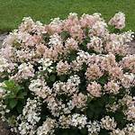 How Much Sun Does Quick Fire Hydrangea Need