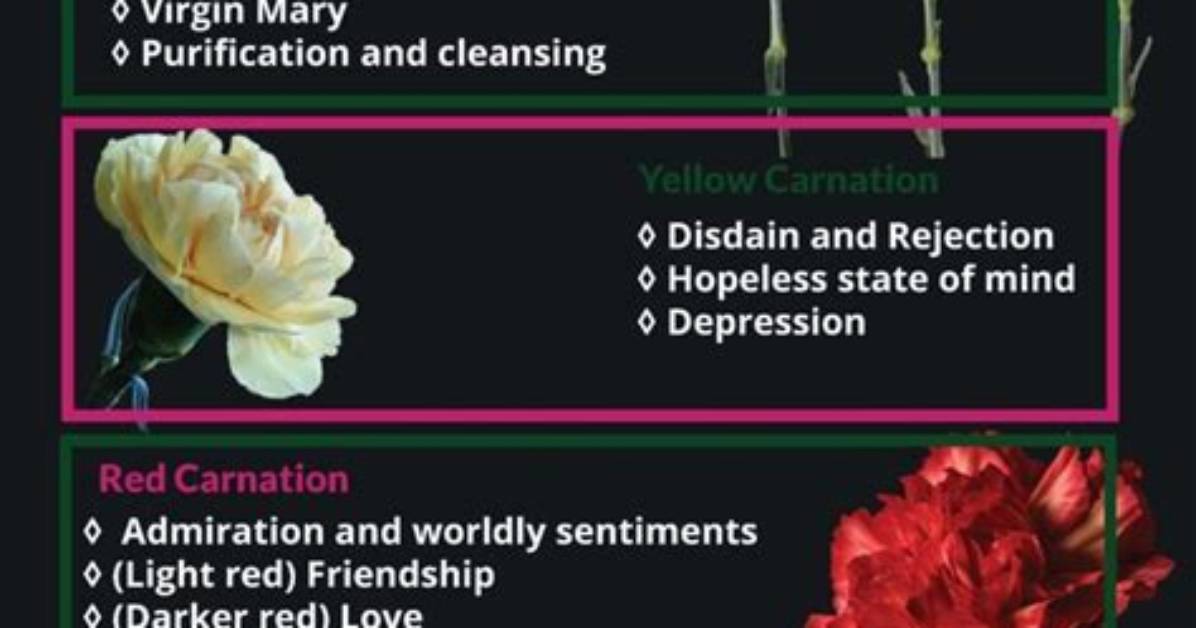 How Often Do Carnations Flower