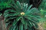 How Often Do Cycads Flower