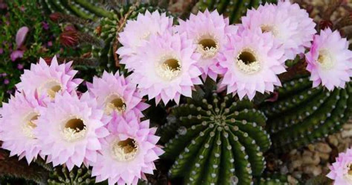 How Often Do Echinopsis Bloom?