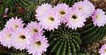 How Often Do Echinopsis Bloom?