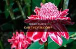 How Often Do Ginger Plants Bloom?