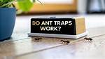 How Often Do I Replace Ant Traps? Check This out | How Often Should You Replace Ant Traps