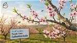How Often Do Peach Trees Bloom
