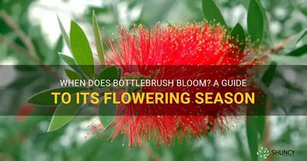 How Often Does Bottlebrush Bloom?
