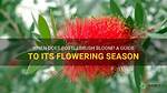 How Often Does Bottlebrush Bloom?