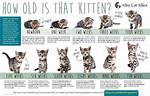 How Old Are Kittens When They First Walk? the Stages Explained