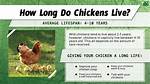 How Old Do Chickens Live?