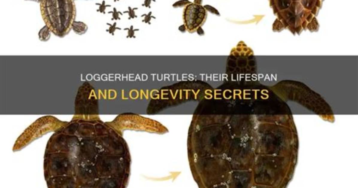 How Old Do Loggerhead Turtles Live?