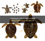 How Old Do Loggerhead Turtles Live?