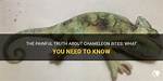 How Painful Is a Chameleon Bite?