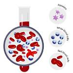 How Pbmc Remove Platelets?