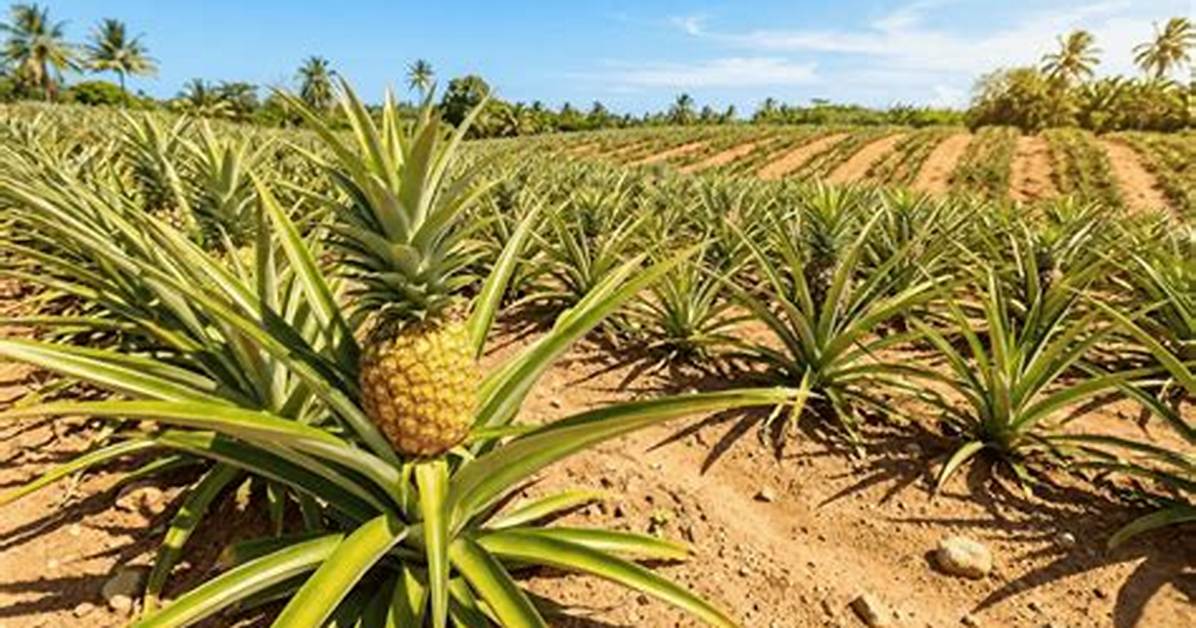 How Pineapples Grow