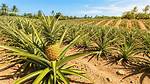 How Pineapples Grow