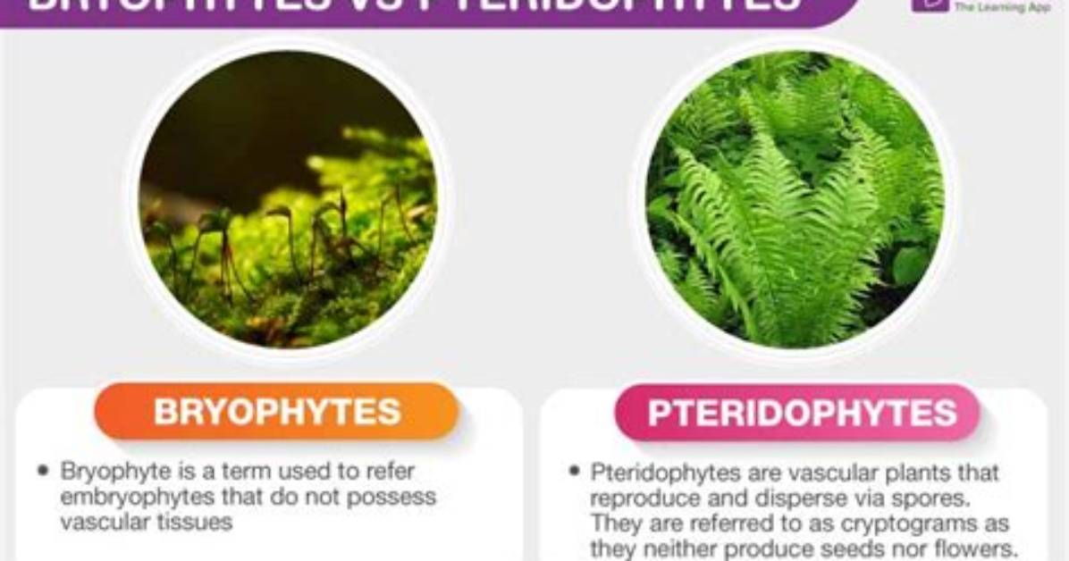 How Pteridophytes Differ from Bryophytes?