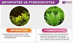 How Pteridophytes Differ from Bryophytes?