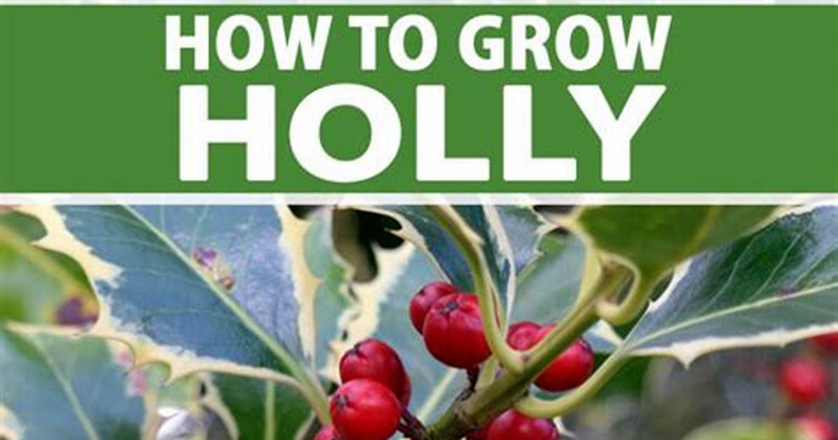 How Quick Does Holly Grow