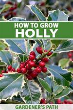 How Quick Does Holly Grow