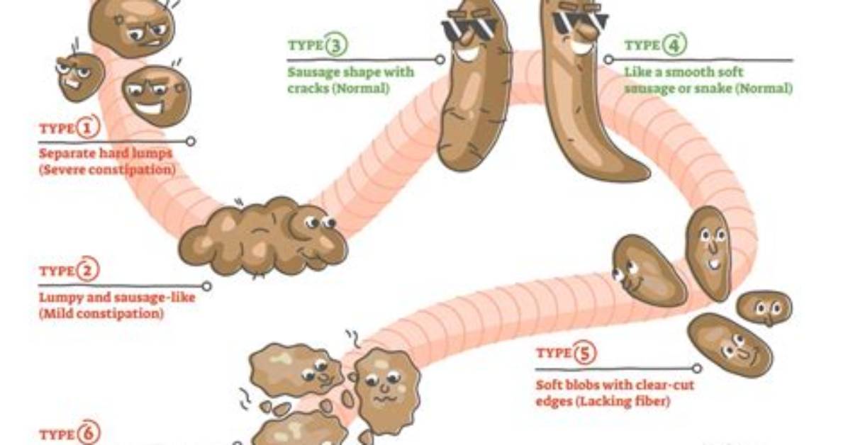 How Regulate Bowel Movements?