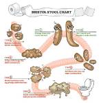 How Regulate Bowel Movements?