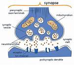 How Safe Is Synapse?