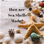How Seashells Are Made?