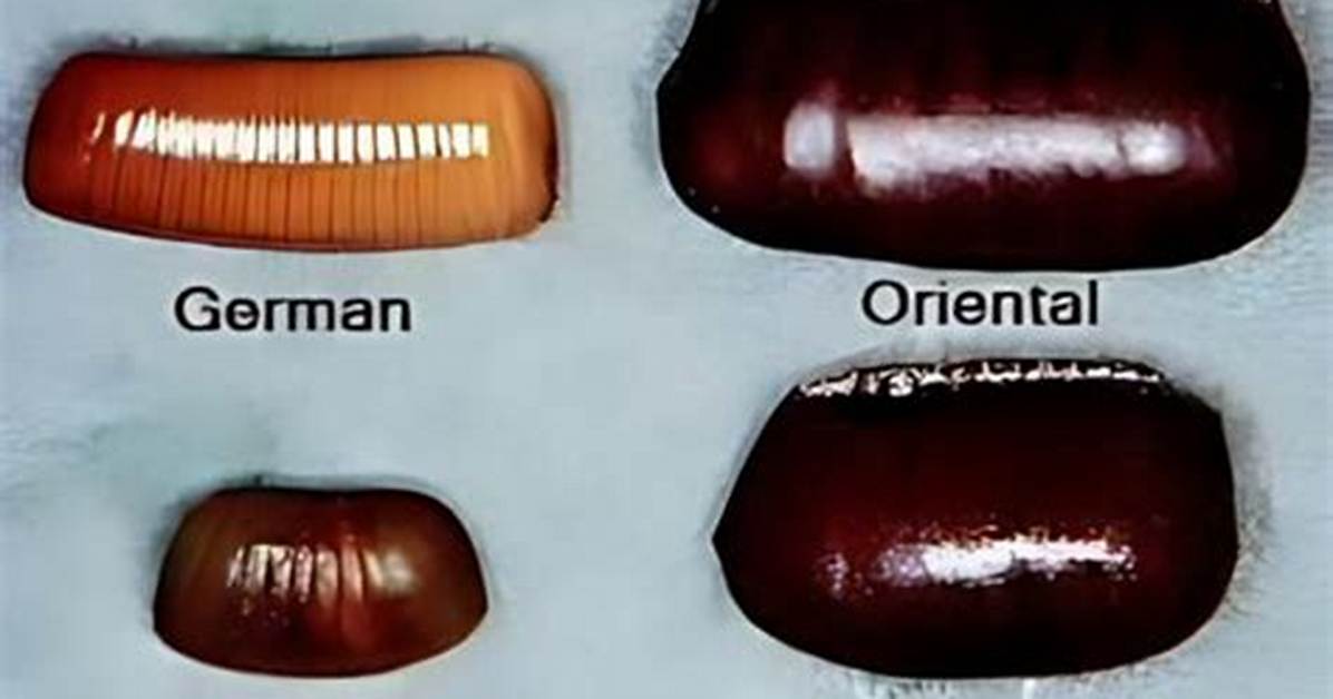 How Small Are Roach Eggs