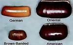 How Small Are Roach Eggs