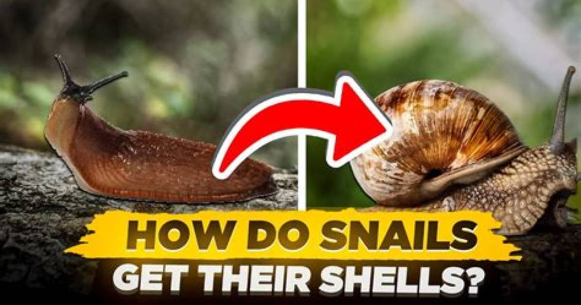 How Snail Make Shell?