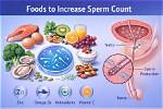 How Sperm Count Increase?