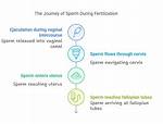 How Sperm Is Ejaculated During Intercourse?