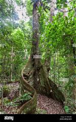 How Tall Fig Tree?