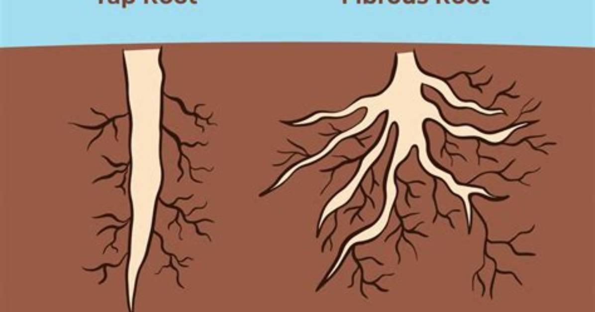 How Tap Root System?