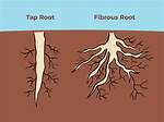 How Tap Root System?