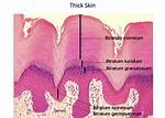 How Thick Is a Layer of Skin?