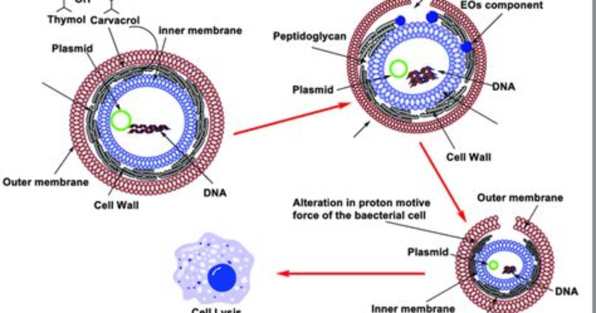 How Thymol Kill Bacteria?
