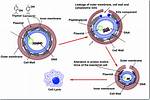 How Thymol Kill Bacteria?