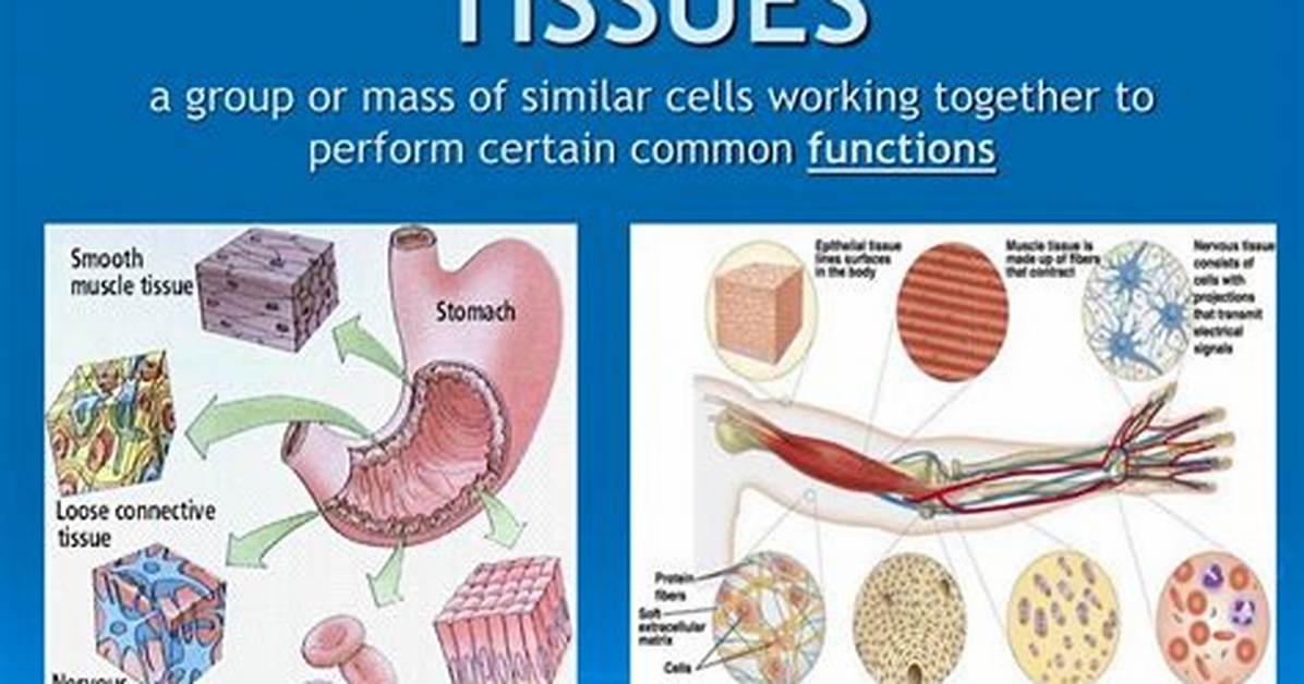 How Tissues Work Together?