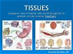 How Tissues Work Together?