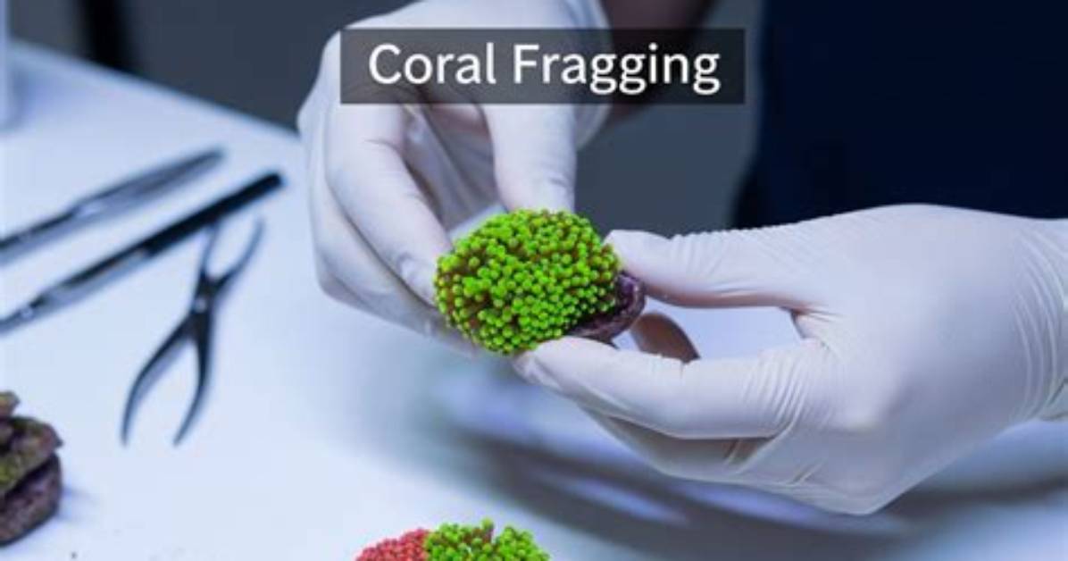 How to Define Fragging?