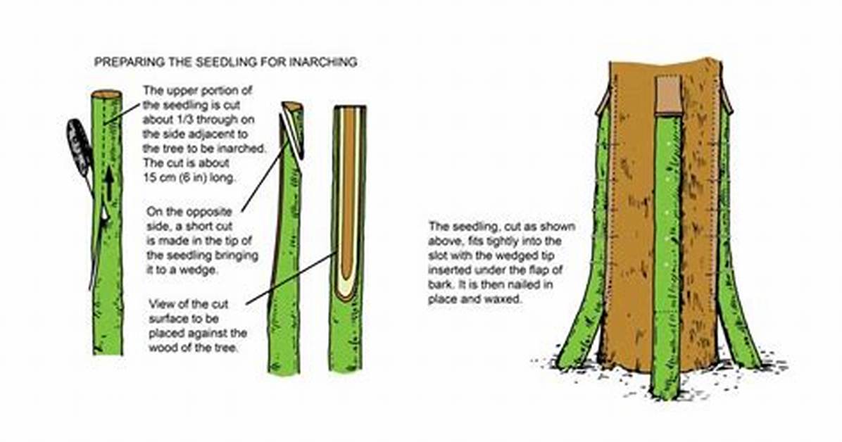 How to Do Inarching?