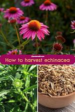 【How-To】How to Harvest Echinacea - Howto. Org