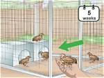 How to Keep Quails