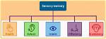 How to Process Sensory Memory?